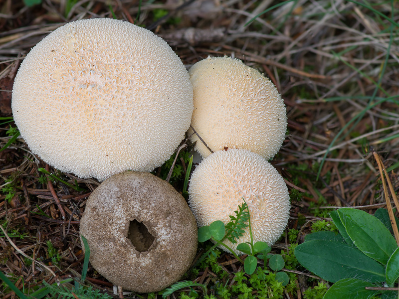 Lycoperdon pratense